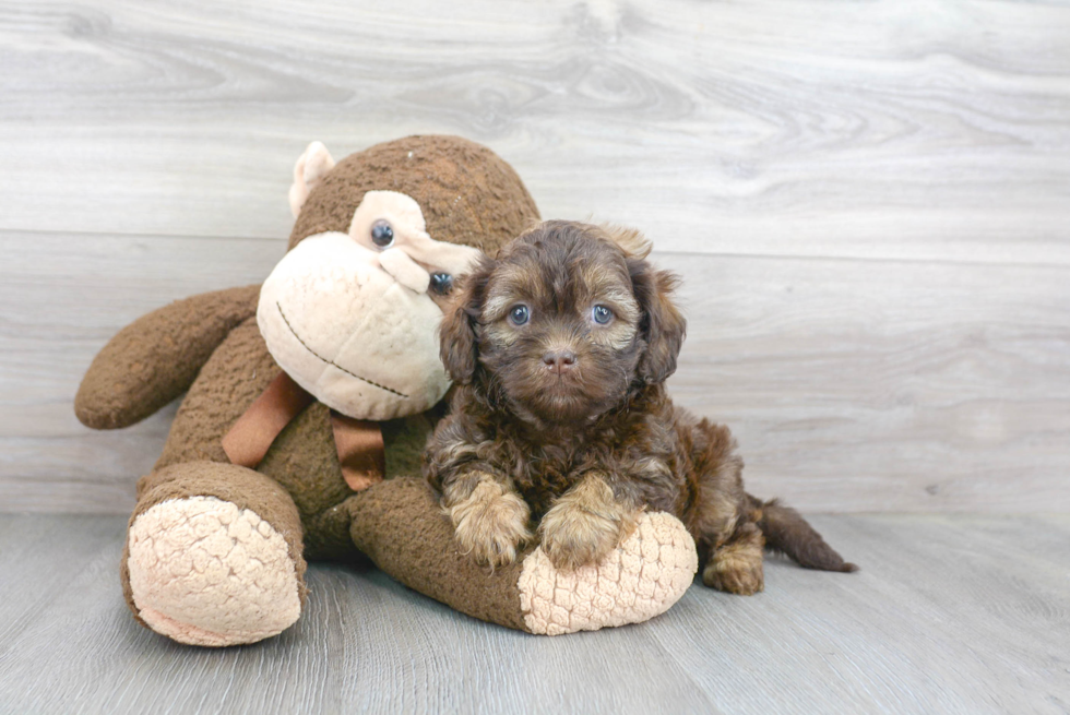Shih Poo Puppy for Adoption