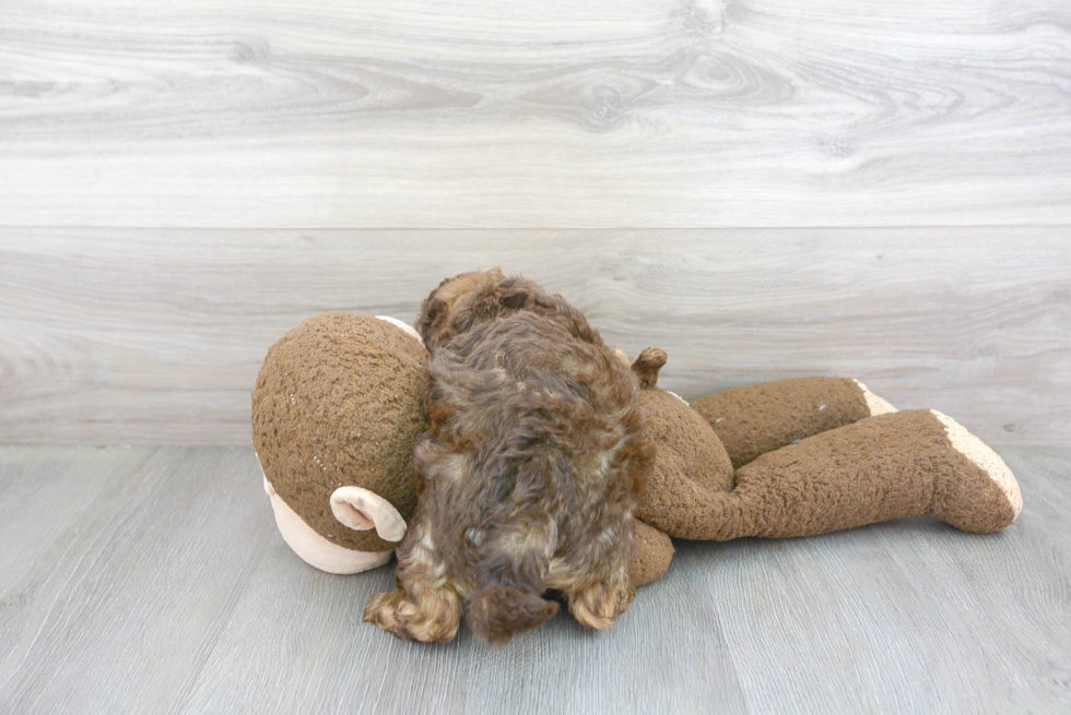 Fluffy Shih Poo Poodle Mix Pup