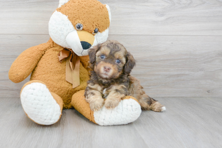 Best Shih Poo Baby