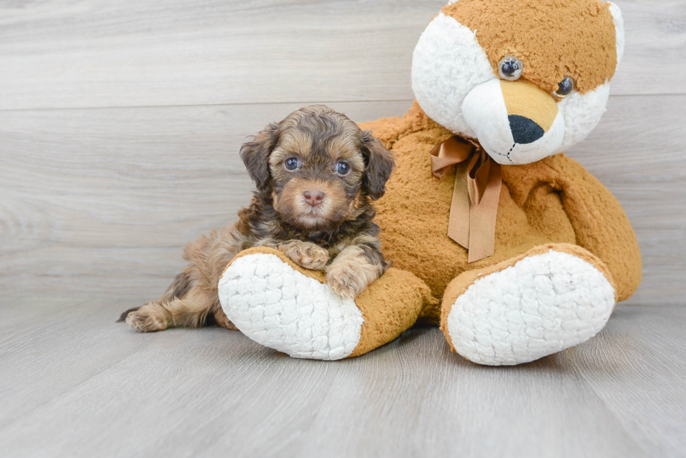 Shih Poo Pup Being Cute