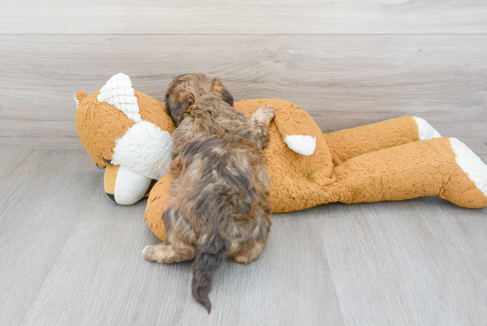 Shih Poo Pup Being Cute
