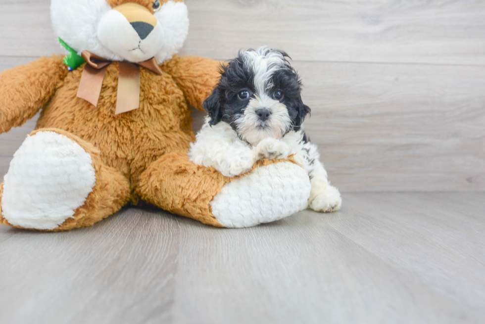 Best Shih Poo Baby