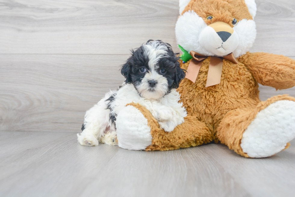 Funny Shih Poo Poodle Mix Pup