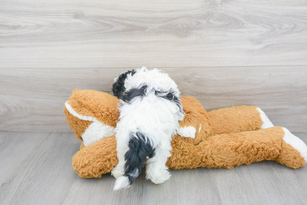 Best Shih Poo Baby