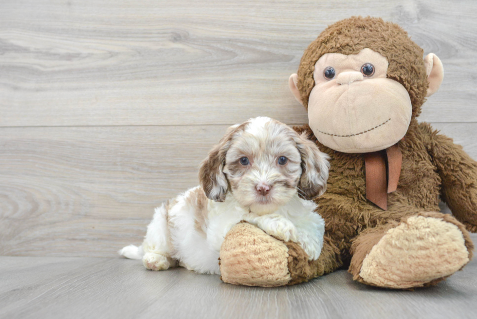 Shih Poo Pup Being Cute
