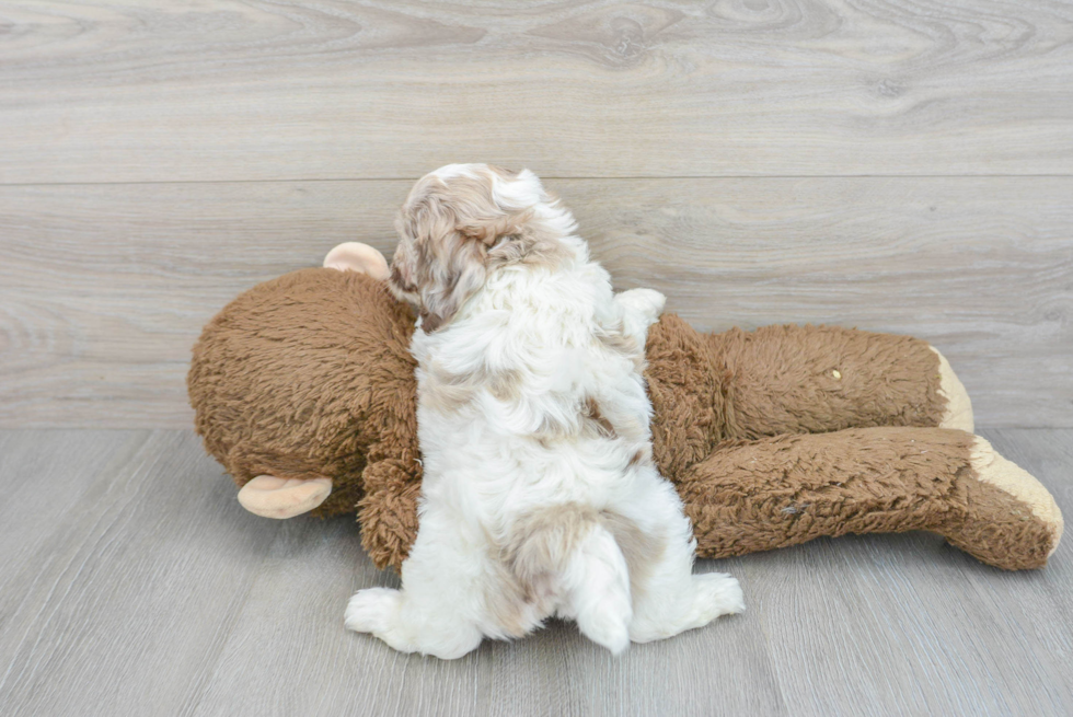 Best Shih Poo Baby