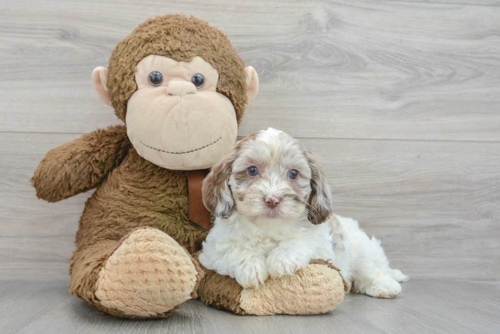 Best Shih Poo Baby