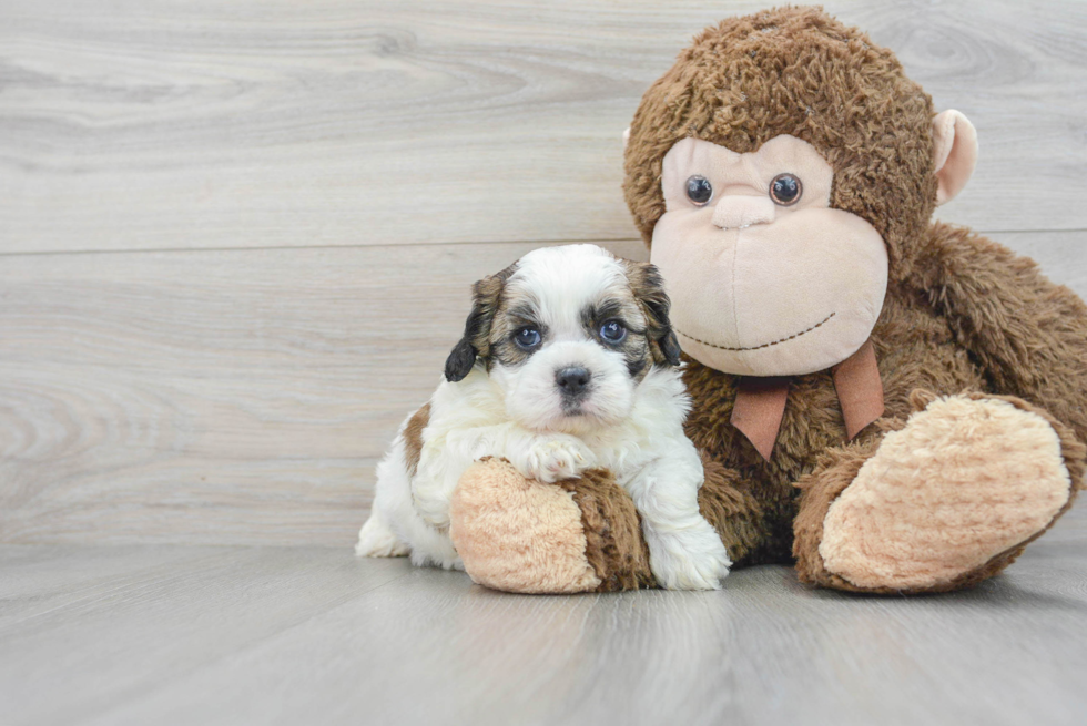 Sweet Shih Poo Baby