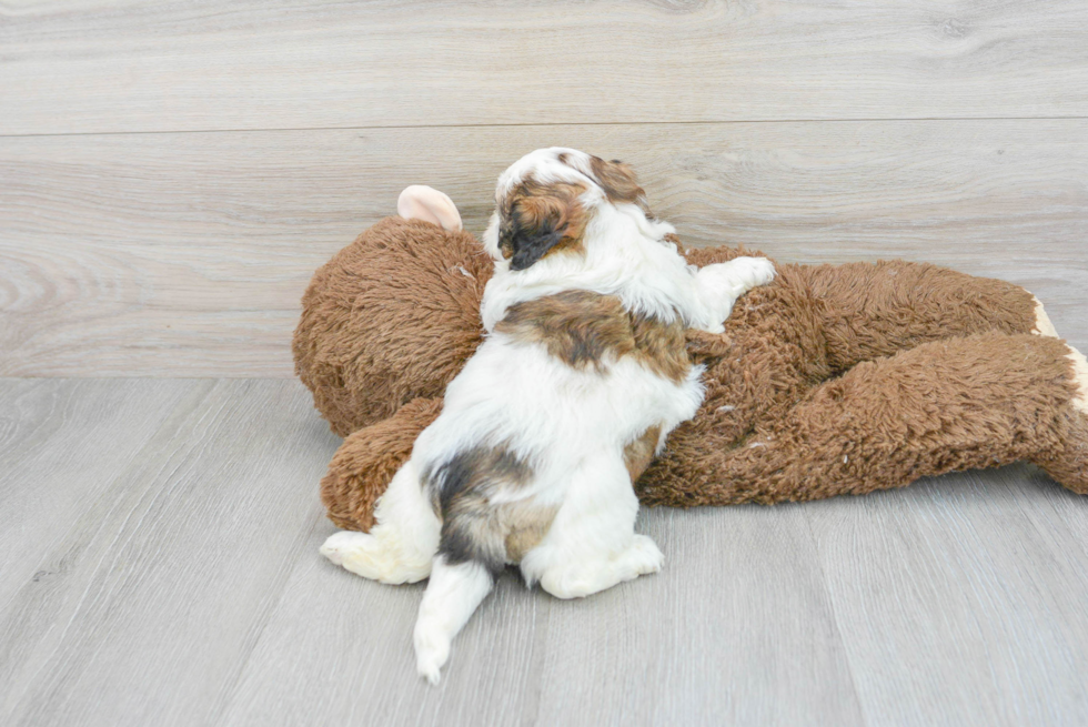 Sweet Shih Poo Baby