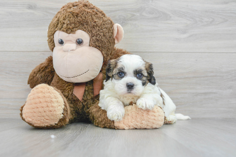 Funny Shih Poo Poodle Mix Pup