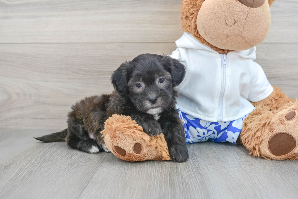 Shih Poo Puppy for Adoption