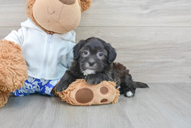 Shih Poo Pup Being Cute
