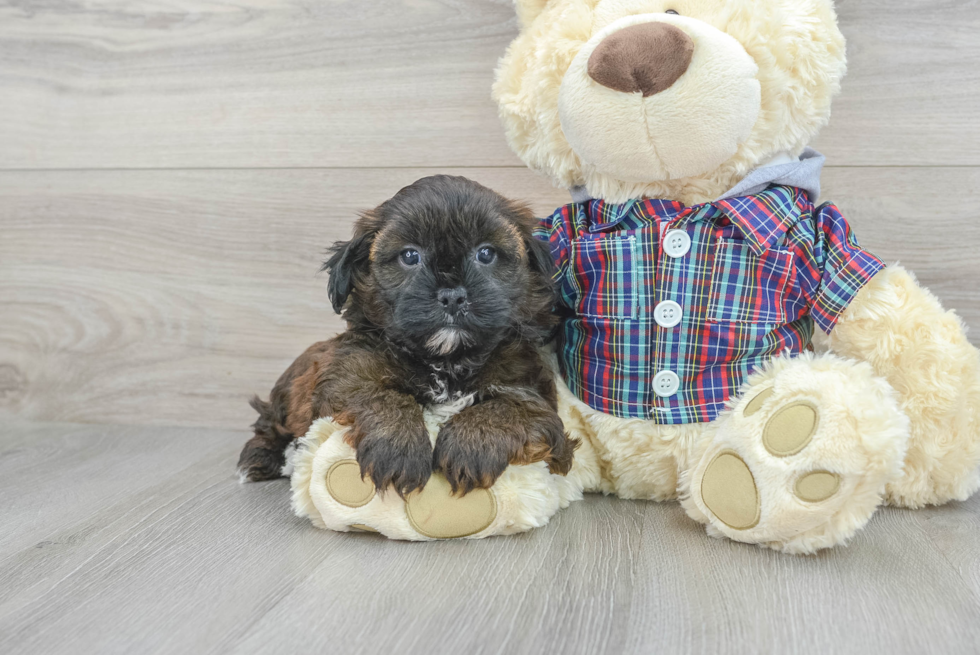 Small Shih Poo Baby