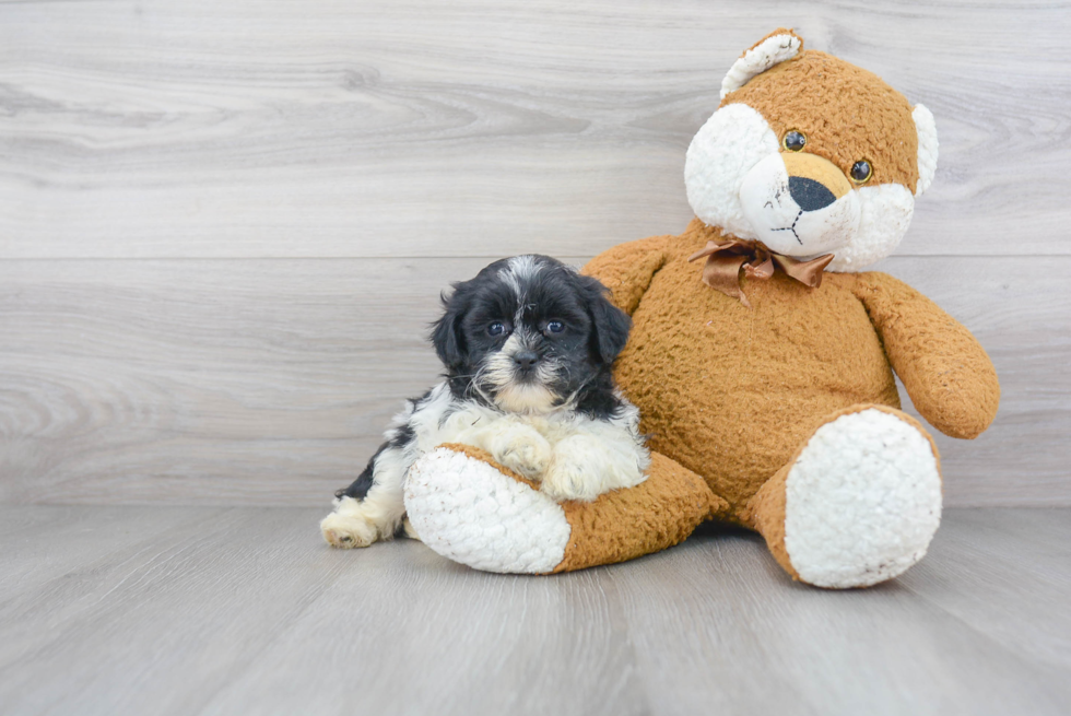 Energetic Shihpoo Poodle Mix Puppy