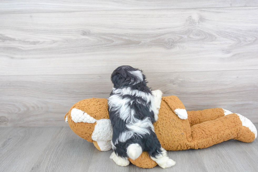 Best Shih Poo Baby