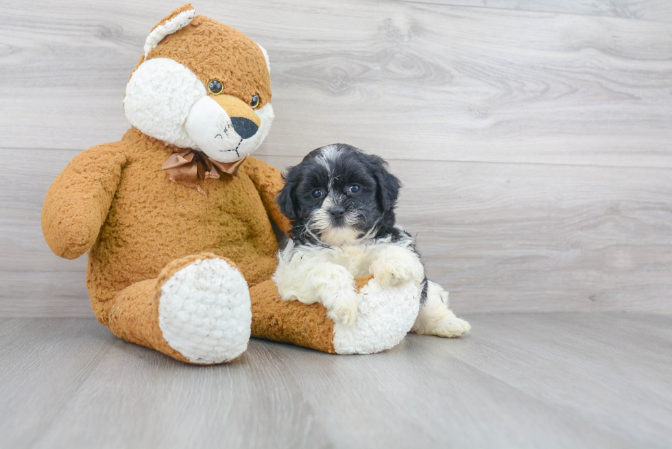 Fluffy Shih Poo Poodle Mix Pup