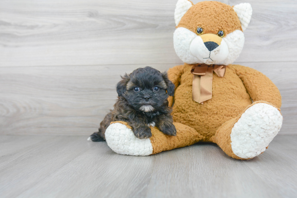 Shih Poo Puppy for Adoption