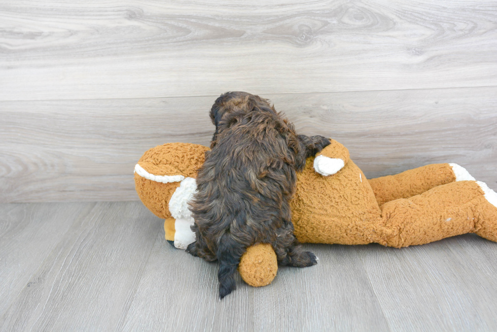 Popular Shih Poo Poodle Mix Pup