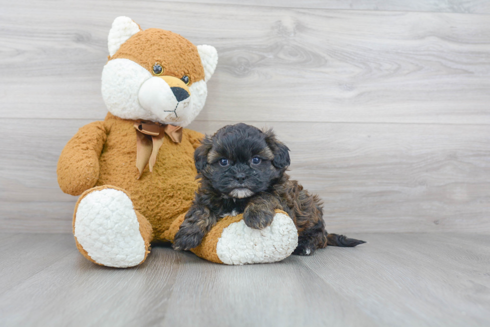 Best Shih Poo Baby