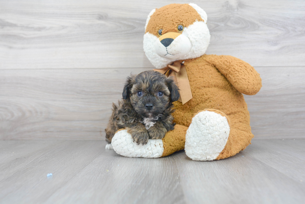 Best Shih Poo Baby