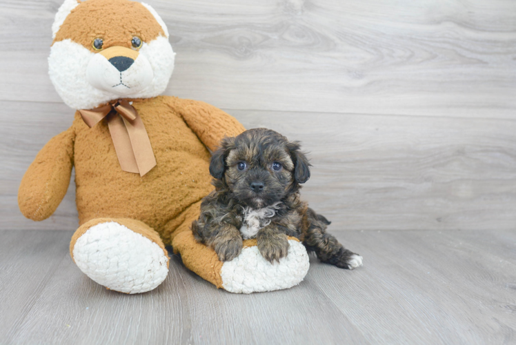 Best Shih Poo Baby