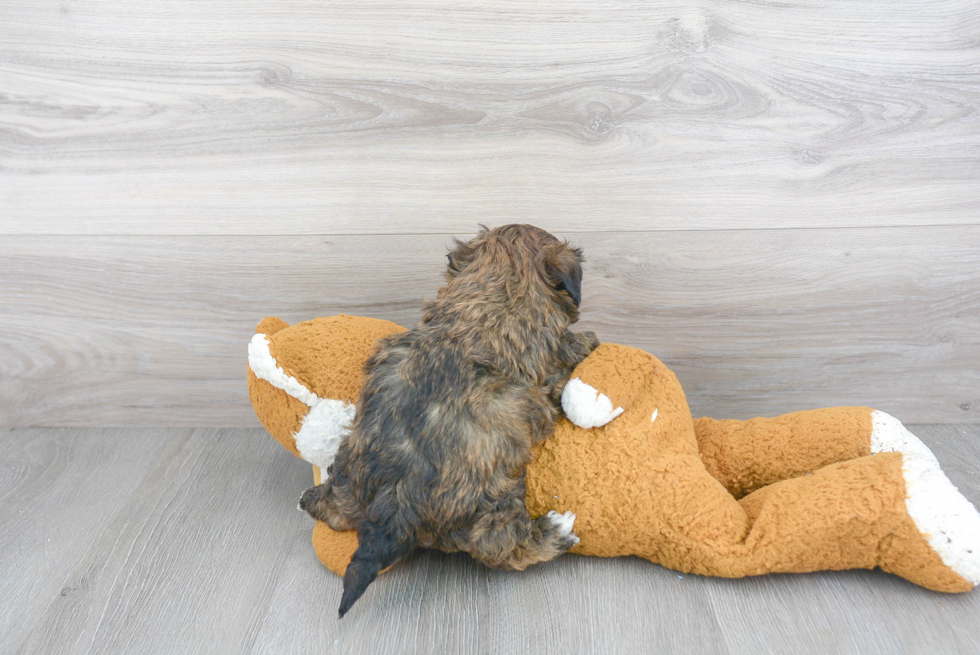 Small Shih Poo Baby