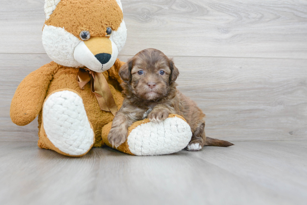 Shih Poo Puppy for Adoption