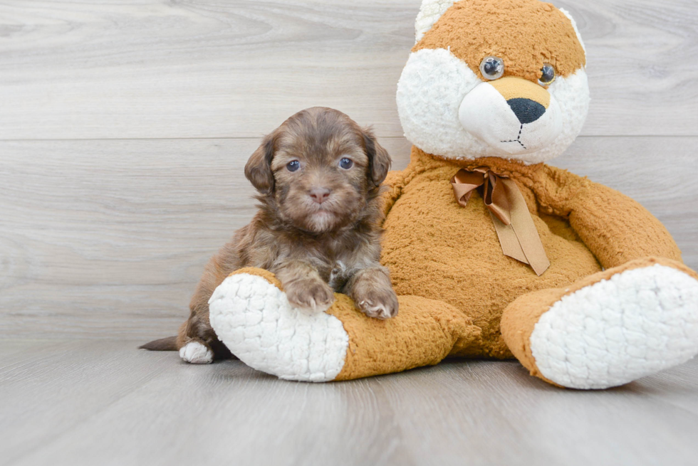 Little Shihpoo Poodle Mix Puppy