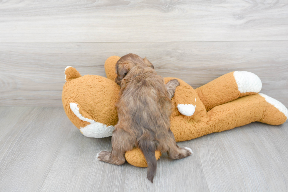 Playful Shih Poo Poodle Mix Puppy