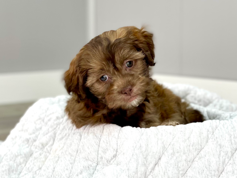 Little Shih Poo Poodle Mix Puppy