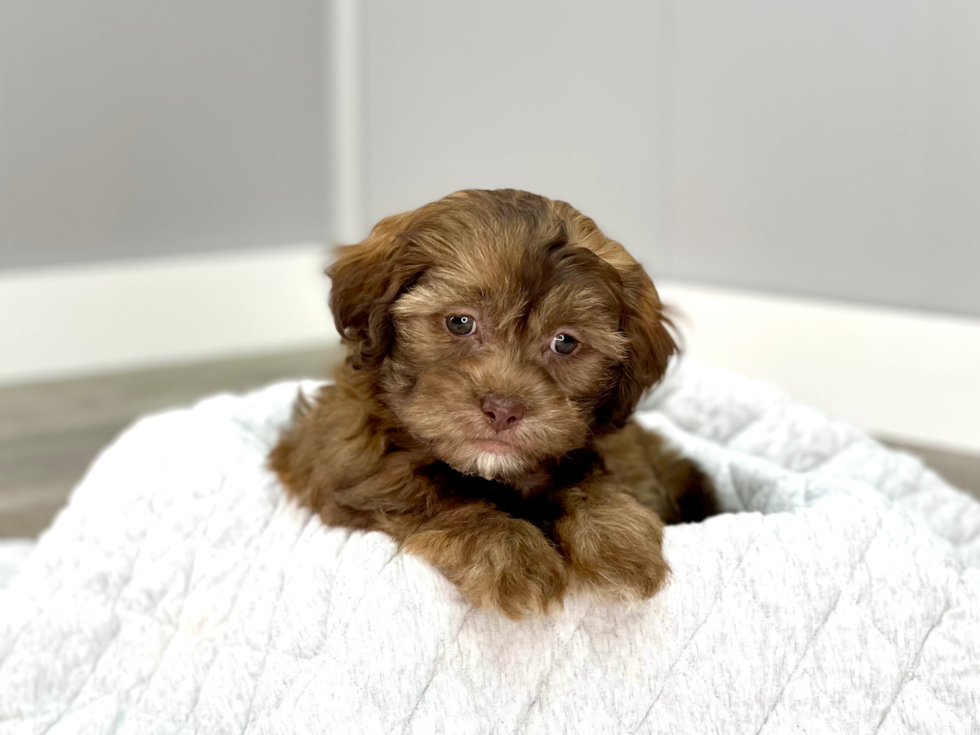 Friendly Shih Poo Baby