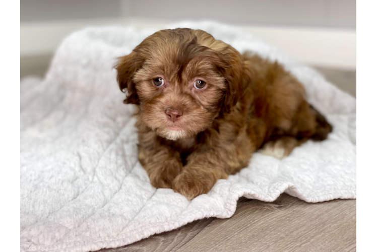 Fluffy Shih Poo Poodle Mix Pup