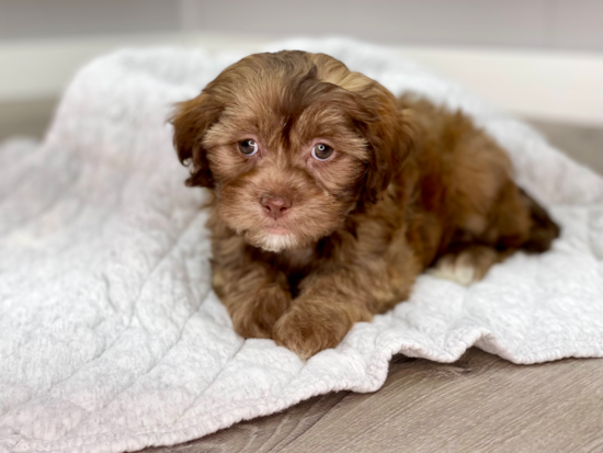 Fluffy Shih Poo Poodle Mix Pup