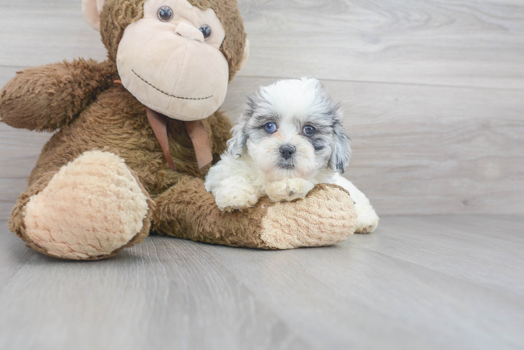 Best Shih Poo Baby