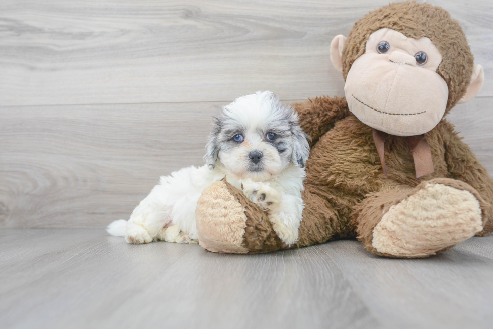 Shih Poo Puppy for Adoption