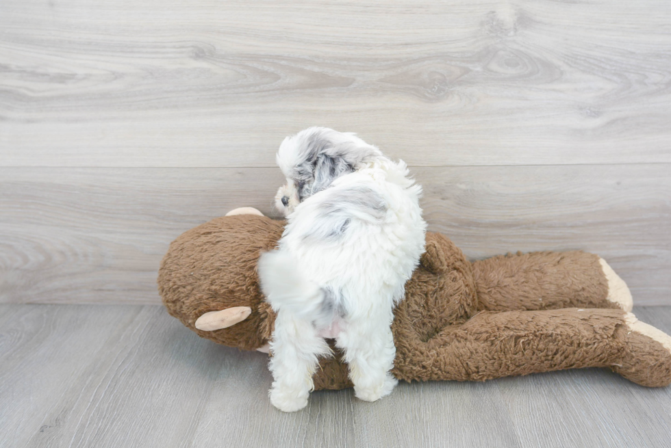 Shih Poo Pup Being Cute