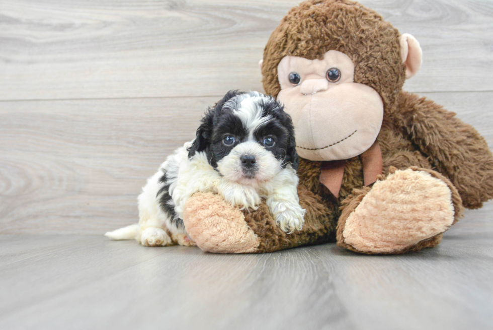 Popular Shih Poo Poodle Mix Pup