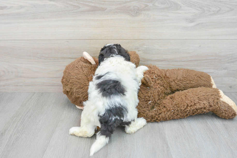Smart Shih Poo Poodle Mix Pup