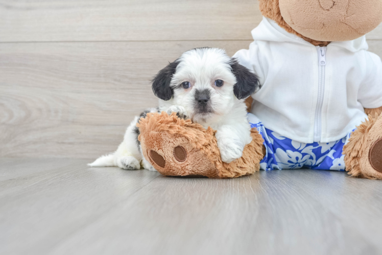 Shih Poo Pup Being Cute