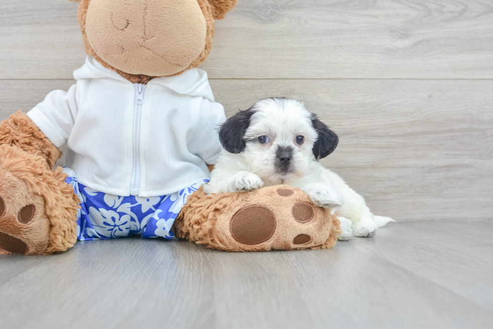 Funny Shih Poo Poodle Mix Pup