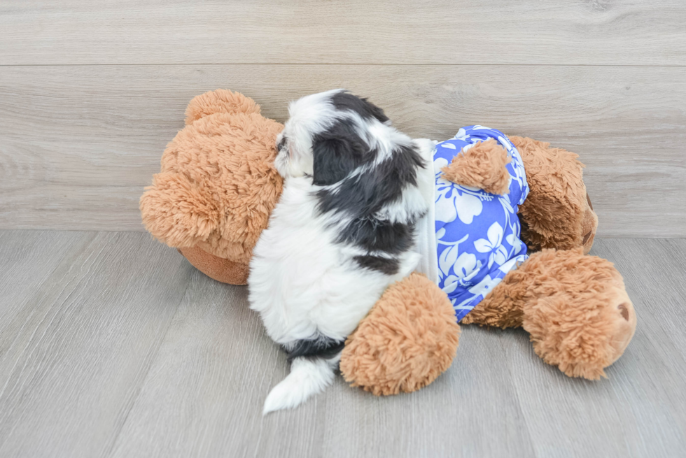 Popular Shih Poo Poodle Mix Pup