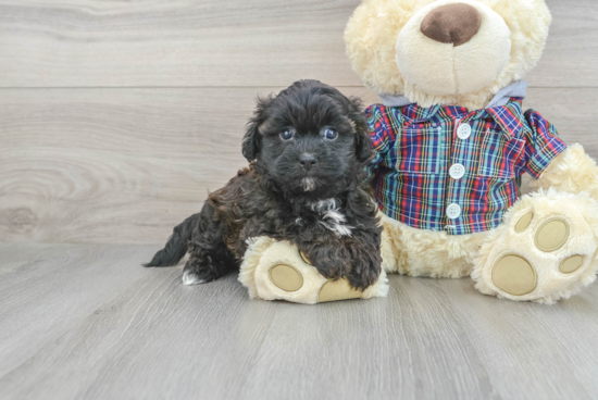 Sweet Shih Poo Baby