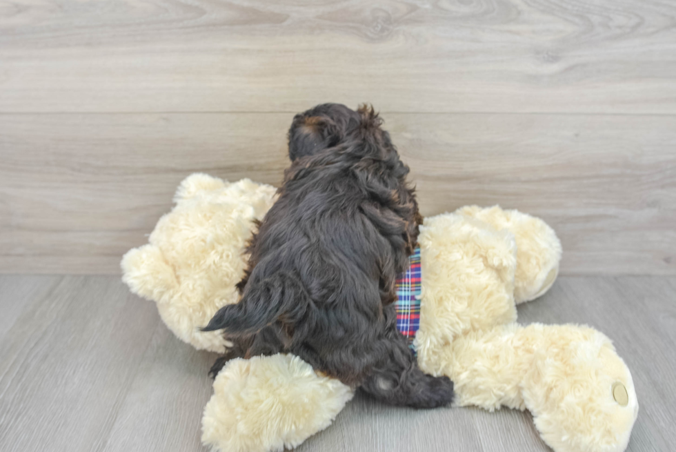 Shih Poo Pup Being Cute