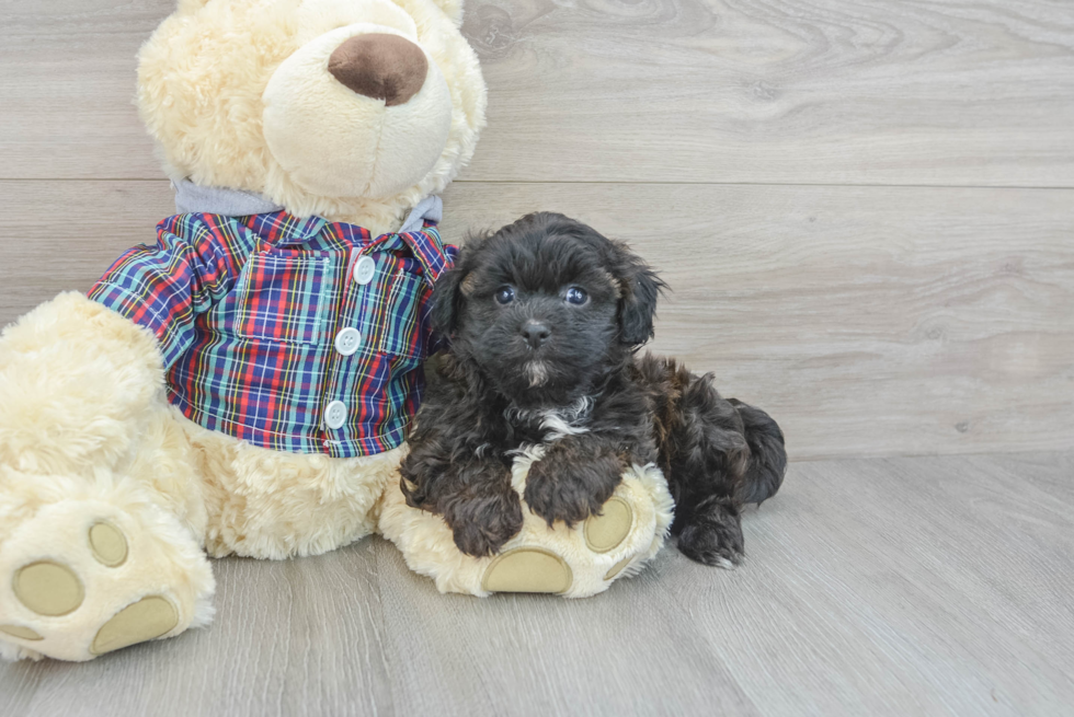 Shih Poo Pup Being Cute