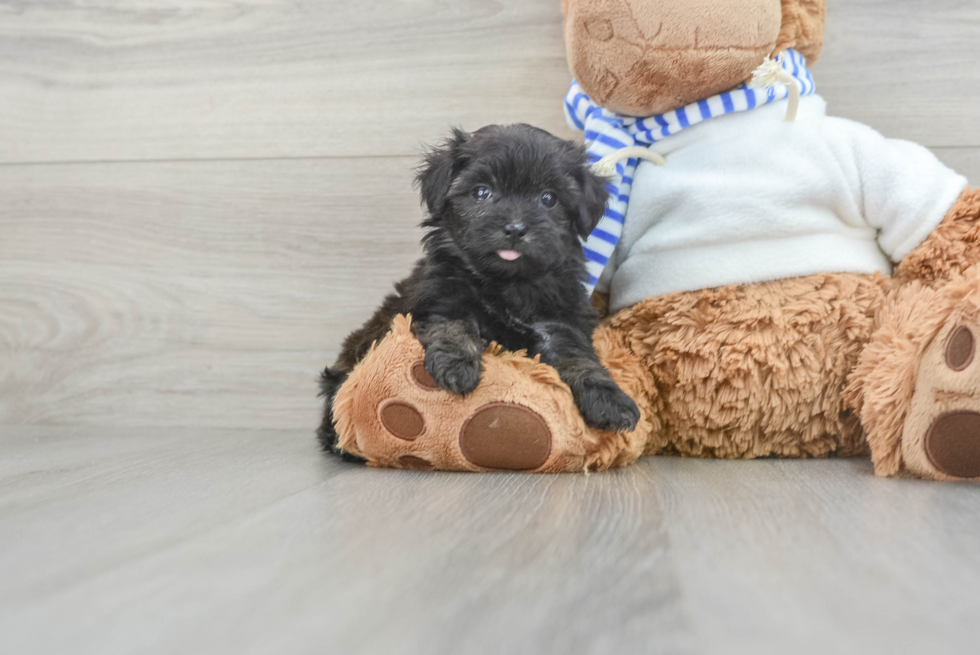 Funny Shih Poo Poodle Mix Pup