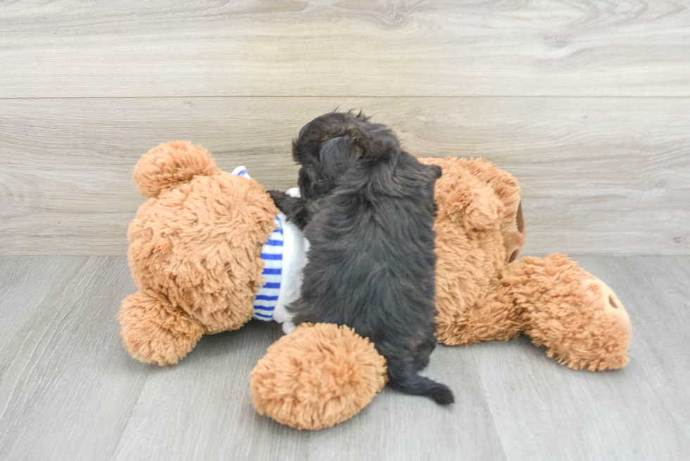 Hypoallergenic Shih Poo Poodle Mix Puppy