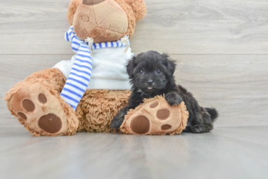 Petite Shih Poo Poodle Mix Pup