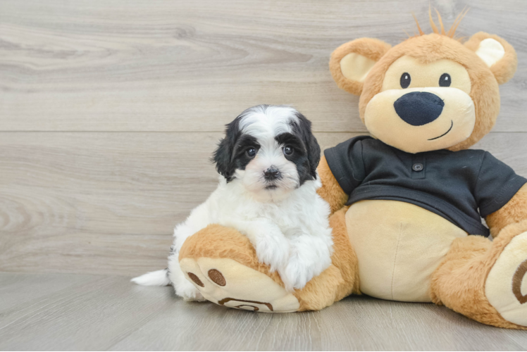 Little Shihpoo Poodle Mix Puppy
