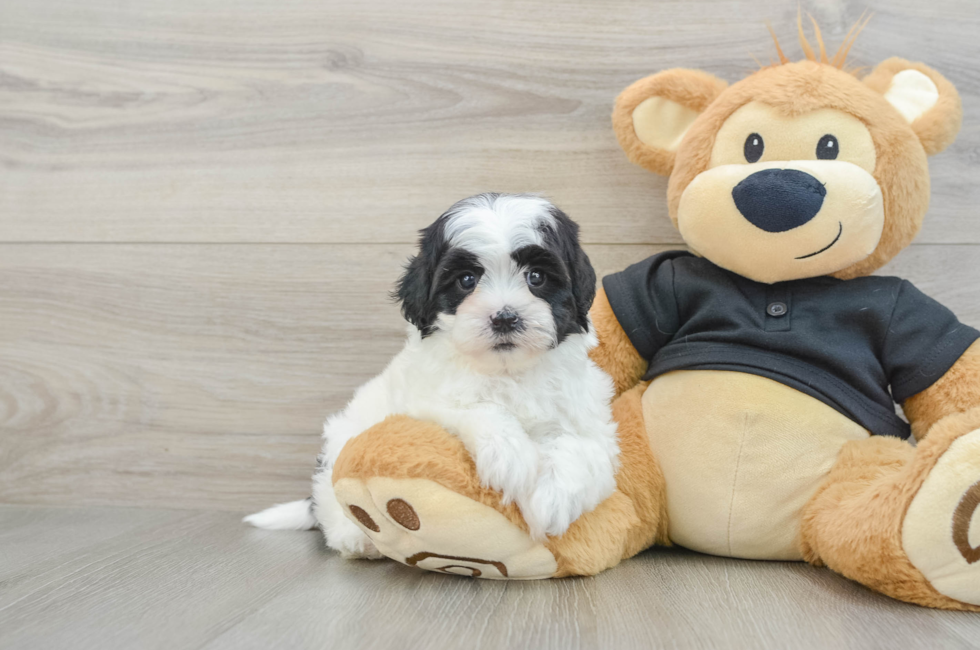 5 week old Shih Poo Puppy For Sale - Premier Pups