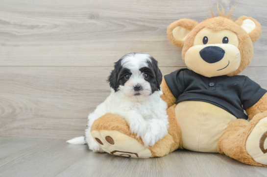 Little Shihpoo Poodle Mix Puppy